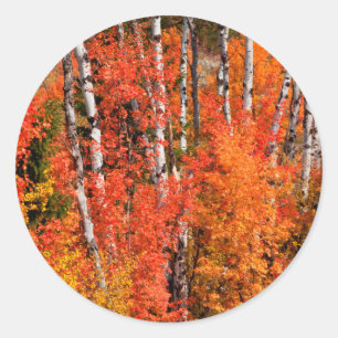 Rode Esdoorn (Acer Rubra) En Espen Ronde Sticker