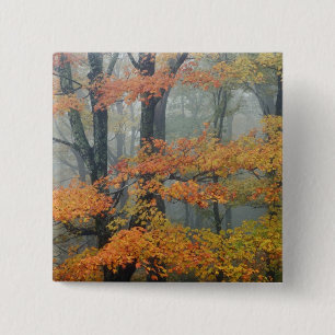 Rode esdoorn, Acer rubrum, portret in nevel Vierkante Button 5,1 Cm