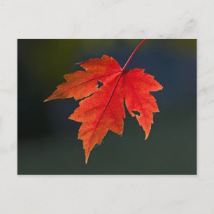 Rode esdoorn Acer rubrum) rode blad in de herfst, Briefkaart