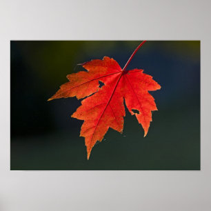 Rode esdoorn Acer rubrum) rode blad in de herfst, Poster