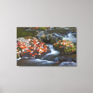 Rode esdoorn laat tapijt met de rotsen in de rots canvas afdruk