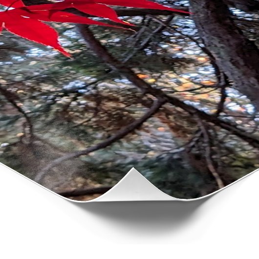 Rode esdoornbladeren en reuzensequoia perfect poster (Hoek)