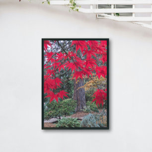 Rode esdoornbladeren in een Japanse tuin Perfect Poster