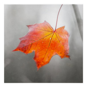 Rode Esdorpenblad - Fluwelen Herfst Perfect Poster