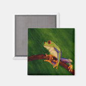 Rode Eyed Tree Frog Magnet Magneet (Voorkant / Achterkant)