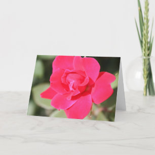 Rode Favoriete Floribunda nam toe Kaart