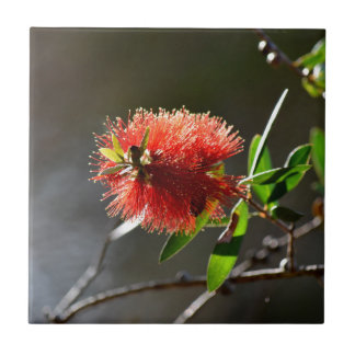 RODE FLES BRUSH FLOWER CALLISTEMON AUSTRALIË TEGELTJE