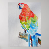 Rode gele blauwe papegaaien Waterverf Poster