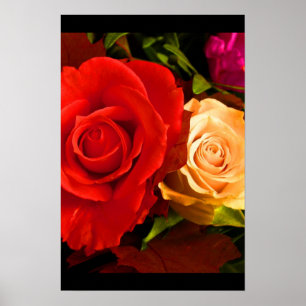 Rode Gele Rose III Poster