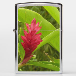 Rode gember bloem (Alpinia) tropisch