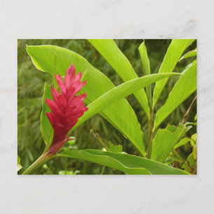 Rode gember bloem (Alpinia) tropisch Briefkaart