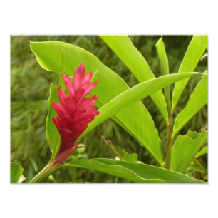 Rode gember bloem (Alpinia) tropisch Foto Afdruk