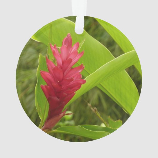 Rode gember bloem (Alpinia) tropisch Ornament (achterkant)