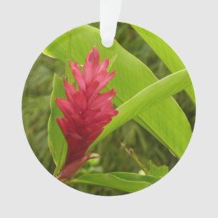 Rode gember bloem (Alpinia) tropisch Ornament