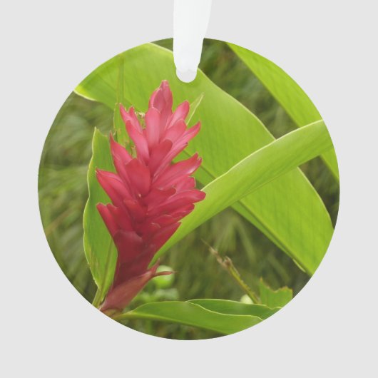 Rode gember bloem (Alpinia) tropisch Ornament (voorkant)