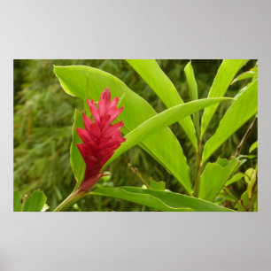 Rode gember bloem (Alpinia) tropisch Poster