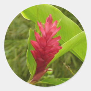 Rode gember bloem (Alpinia) tropisch Ronde Sticker