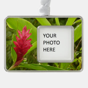 Rode gember bloem (Alpinia) tropisch Verzilverd Kader Ornament