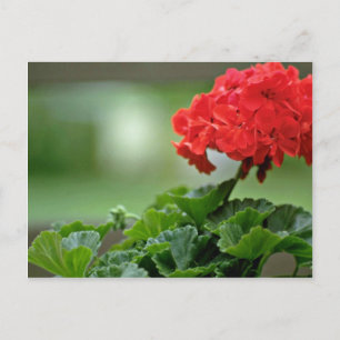 Rode Geranium bloesbloblobloblobloemen Briefkaart