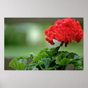 Rode Geranium bloesbloblobloblobloemen Poster