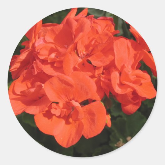 rode geranium sticker (Voorkant)