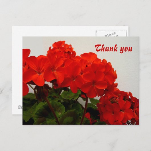 Rode geraniums briefkaart (Voorkant / Achterkant)