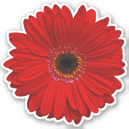 Rode Gerber Daisy Flower Kiss-Cut Sticker (Voorkant)