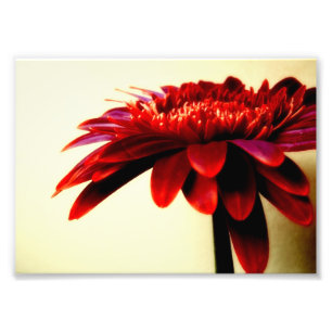 Rode Gerbera Flower foto afdrukken Afdruk