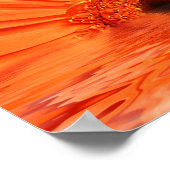 rode gerbera in water poster (Hoek)