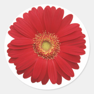 Rode gerbera sticker
