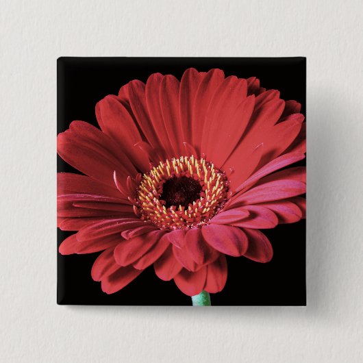 Rode Gerbera vierkant Vierkante Button 5,1 Cm (Voorkant)