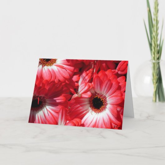 Rode Gerberas Kaart (Voorkant)