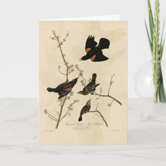 Rode gevleugelde Blackbird - Audubon's vogels van Kaart (Voorkant)