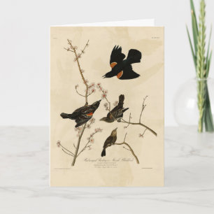 Rode gevleugelde Blackbird - Audubon's vogels van  Kaart
