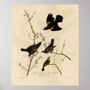 Rode gevleugelde Blackbird - Audubon's vogels van  Poster