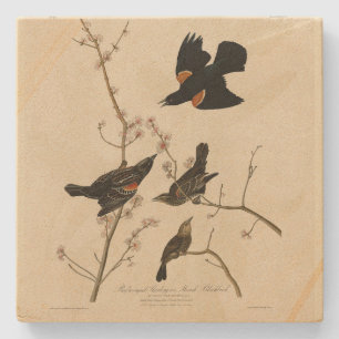 Rode gevleugelde Blackbird - Audubon's vogels van Stenen Onderzetter