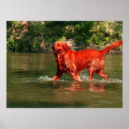 Rode Golden Retriever in het Poster van het water (Voorkant)