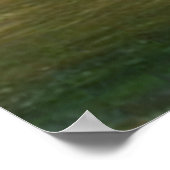 Rode Golden Retriever in het Poster van het water (Hoek)