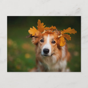 Rode Grenskolonie met een land in de herfst Briefkaart