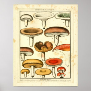  rode, groene paddenstoelen, Frans afdrukken Poster