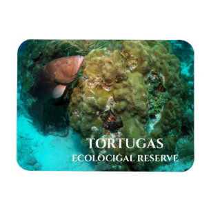 Rode Groeper in Koraal, Tortugas Ecologisch Reserv Magneet