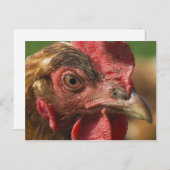 Rode haan briefkaart (Voorkant / Achterkant)