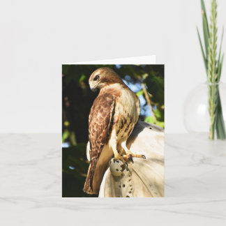 Rode Hawk #1 - Blanco briefkaart