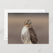 Rode hawk in de Hudson-vallei Briefkaart (Voorkant / Achterkant)
