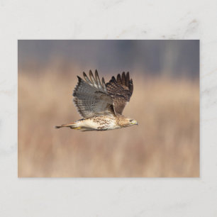 Rode hawk in de Hudson-vallei Briefkaart