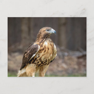 Rode hawk in de Hudson-vallei Briefkaart
