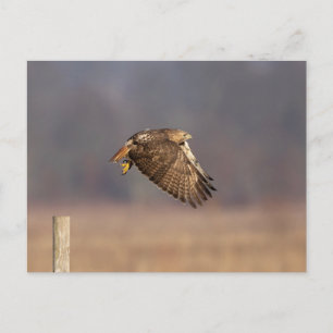 Rode hawk in de Hudson-vallei Briefkaart