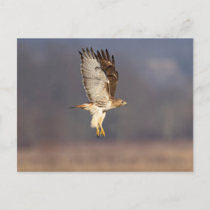 Rode hawk in de Hudson-vallei Briefkaart