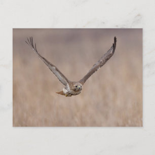 Rode hawk in de Hudson-vallei Briefkaart