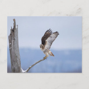 Rode hawk in de Hudson-vallei Briefkaart